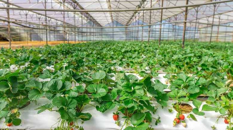Invernadero de innovación agrícola